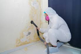 Why You Should Choose Our Mold Remediation Services in Elkhart, KS